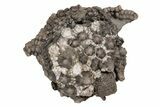 Fossil Crinoid (Gilbertsocrinus) - Crawfordsville, Indiana #216143-1